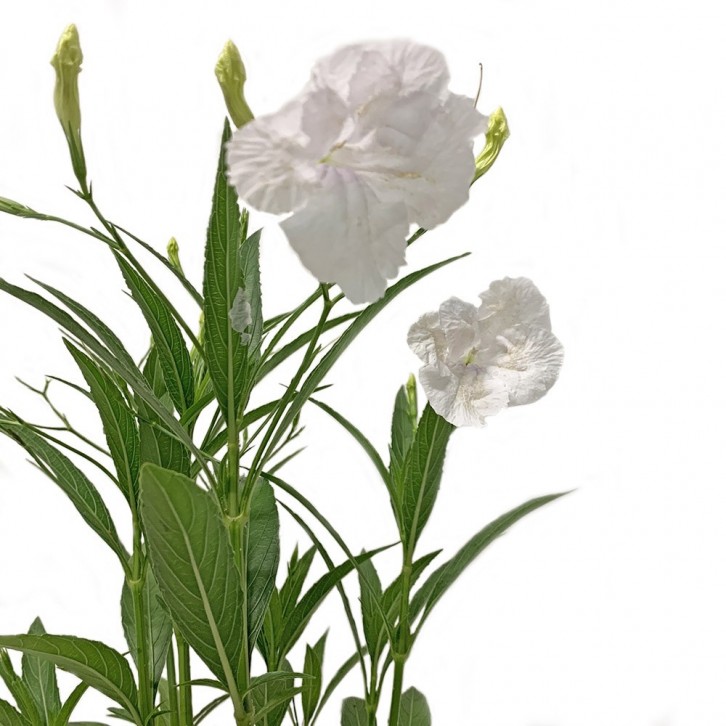 Ruellia Simplex (White Katie)