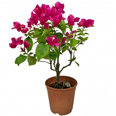 Bougainvillea Glabra 叶子花 (Paper Flower)