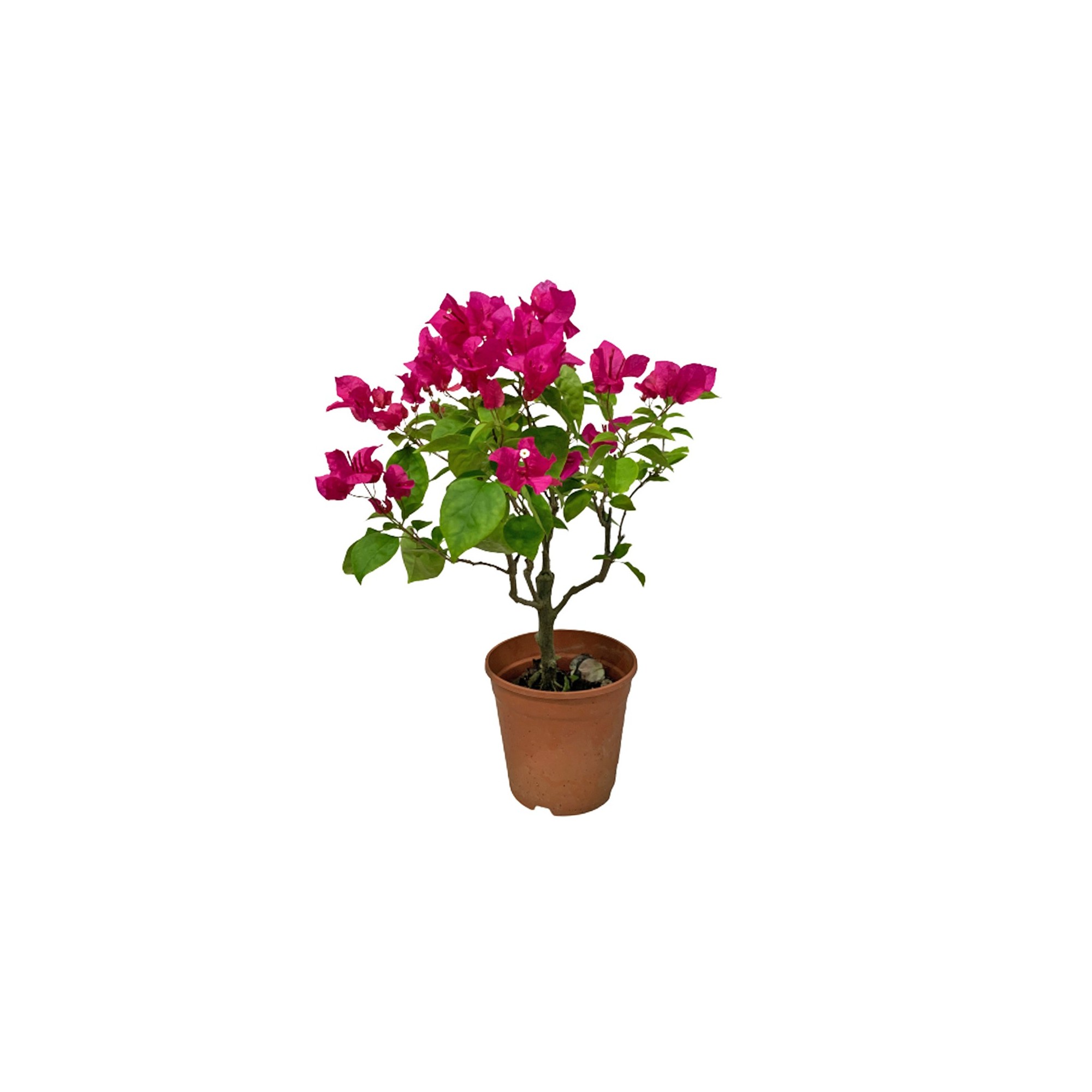 Bougainvillea Glabra 叶子花 (Paper Flower)