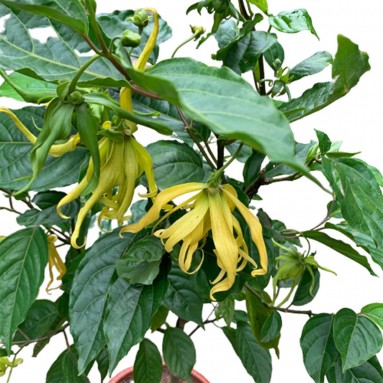 Ylang ylang (Cananga Odorata)