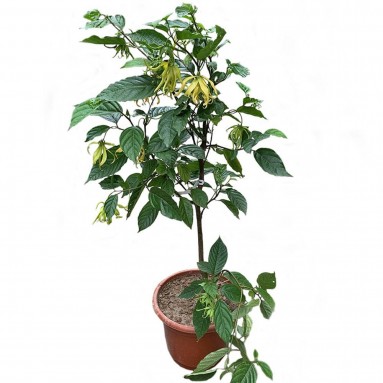 Ylang ylang (Cananga Odorata)