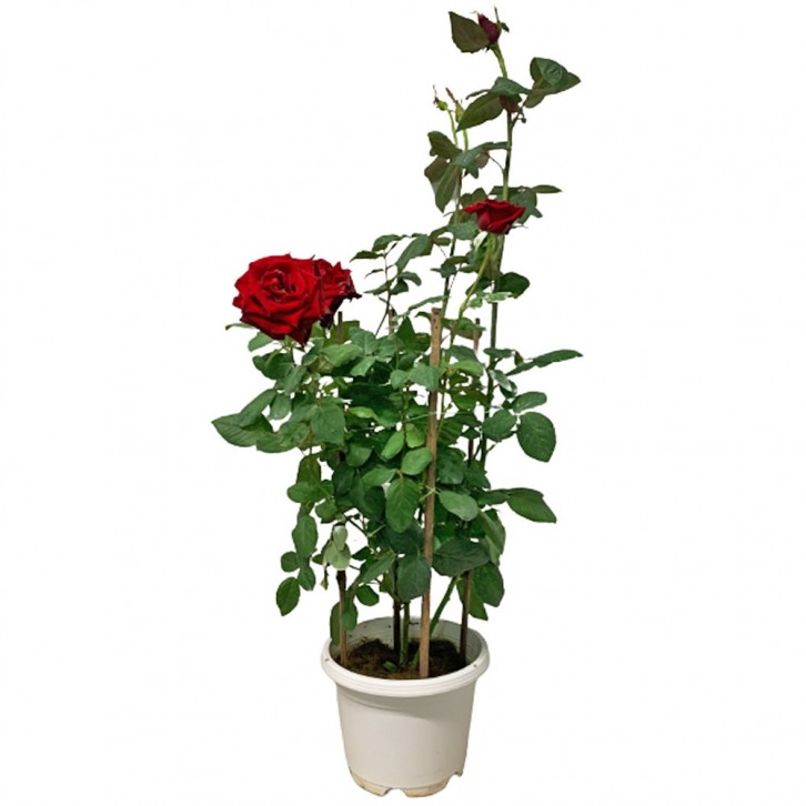 Potted Garden Rose 玫瑰花 20cm(Ø)