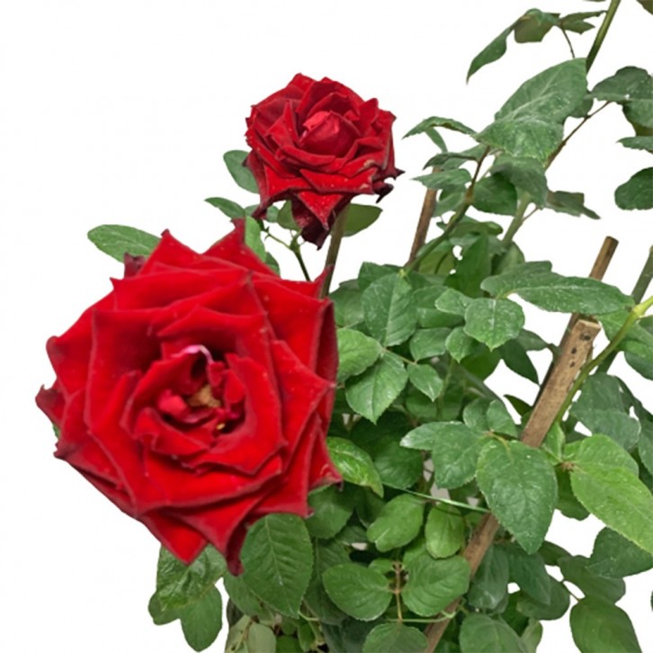 Potted Garden Rose 玫瑰花 20cm(Ø)