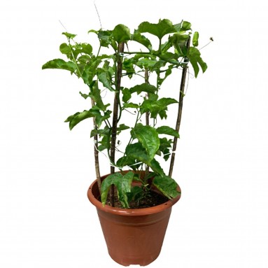 Passion Fruit (Passiflora Edulis)
