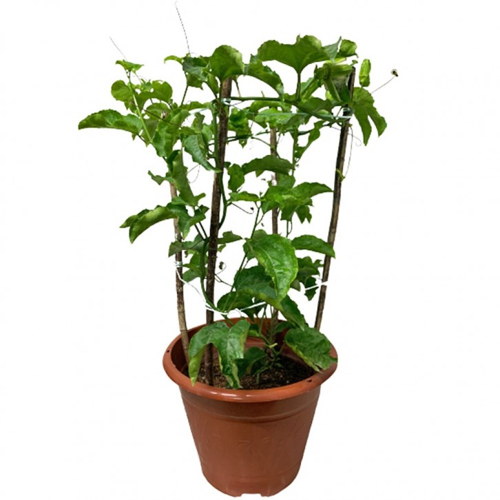 Passiflora edulis (Passion Fruit)