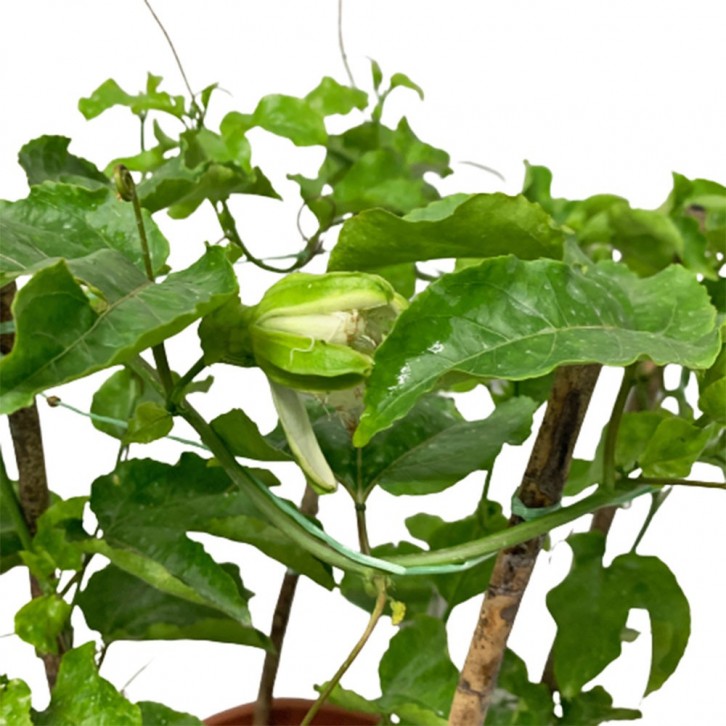 Passiflora edulis (Passion Fruit)