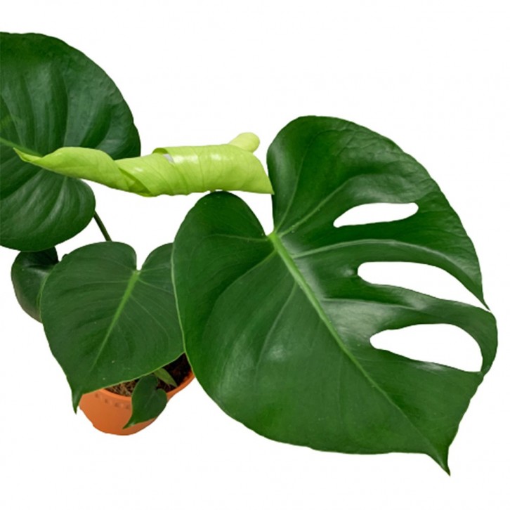 Monstera Deliciosa (Swiss Cheese Plant)