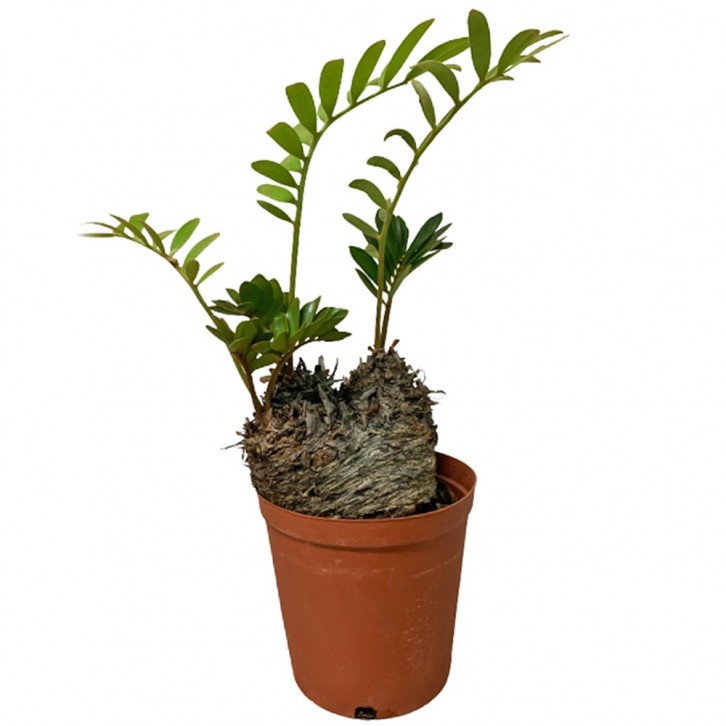 Zamia Furfuracea (Cardboard Palm)