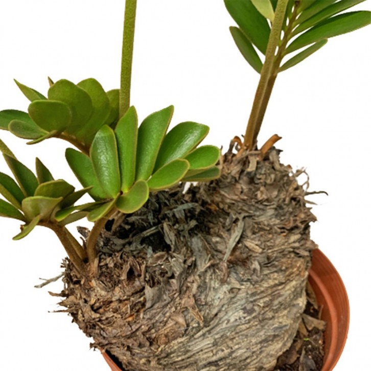 Zamia Furfuracea (Cardboard Palm)