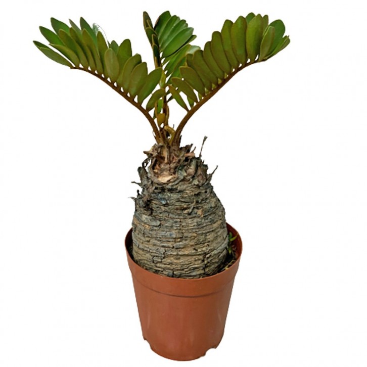Zamia Furfuracea (Cardboard Palm)