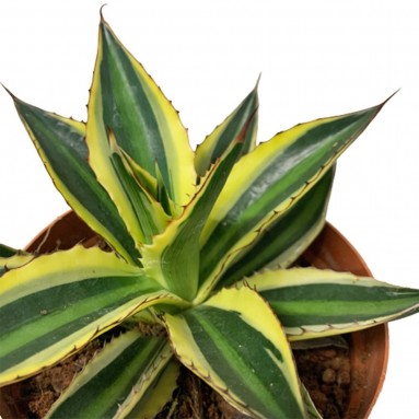 Agave Americana 'Marginata'