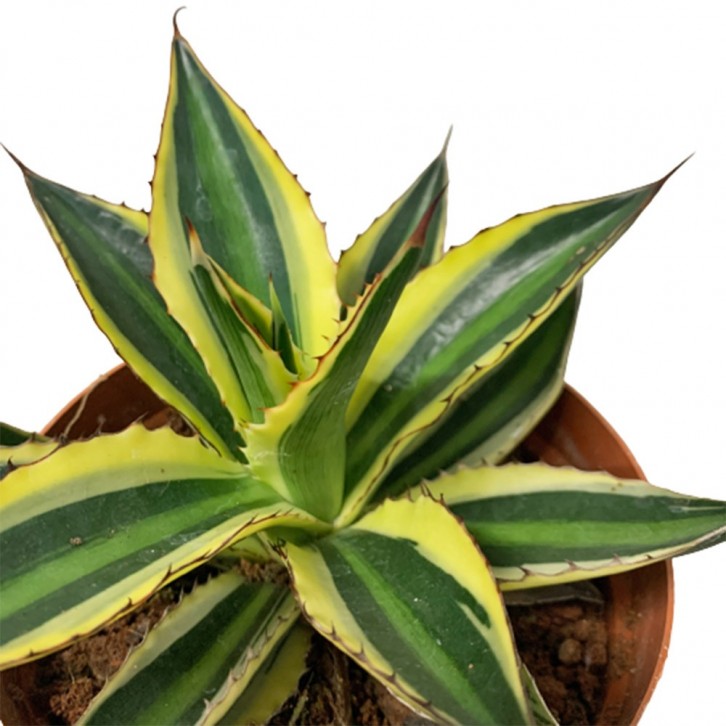 Agave Americana 'Marginata'