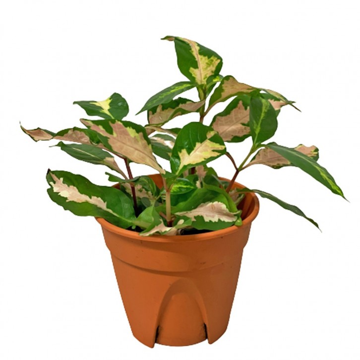 Graptophyllum Pictum (Tricolor Caricature Plant)