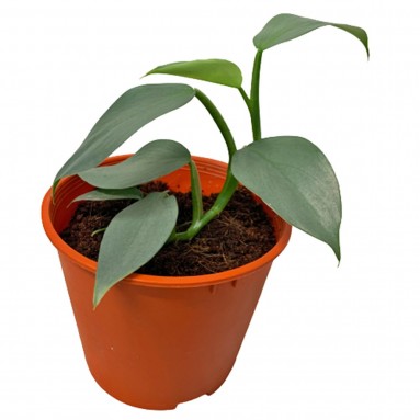Philodendron 'Silver Metal'