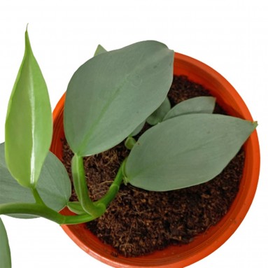 Philodendron 'Silver Metal'