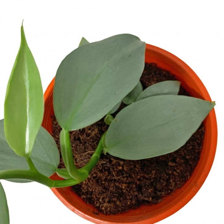 Philodendron 'Silver Metal'