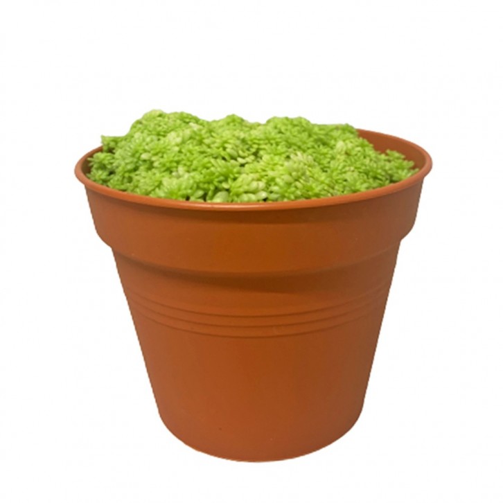 Sedum Mexicanum (Stonecrop)