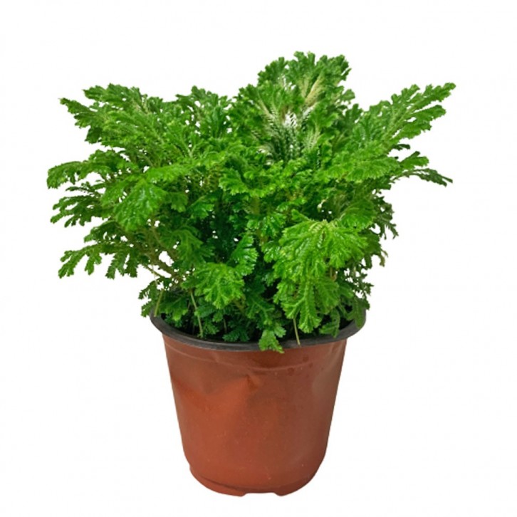 Selaginella