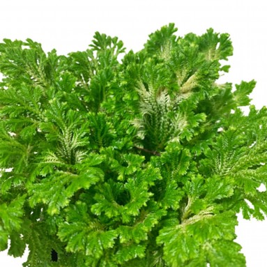 Selaginella kraussiana