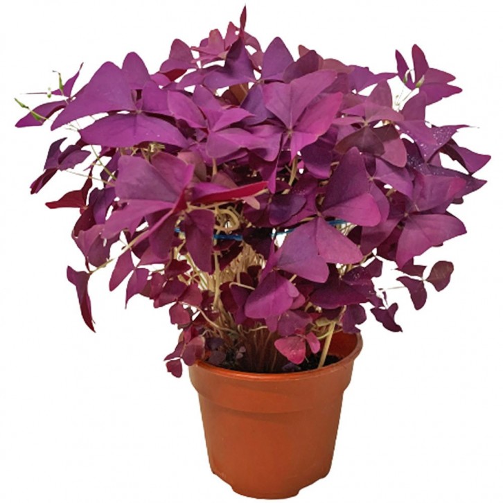 Oxalis (Purple Shamrock)
