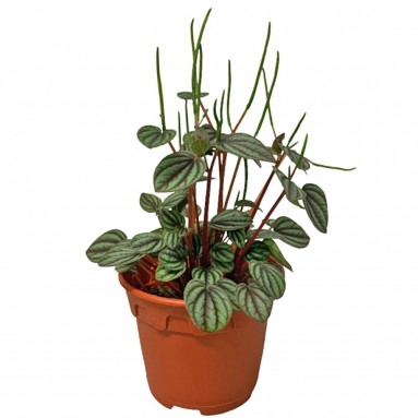 Peperomia Albovittata 'Piccolo Banda'
