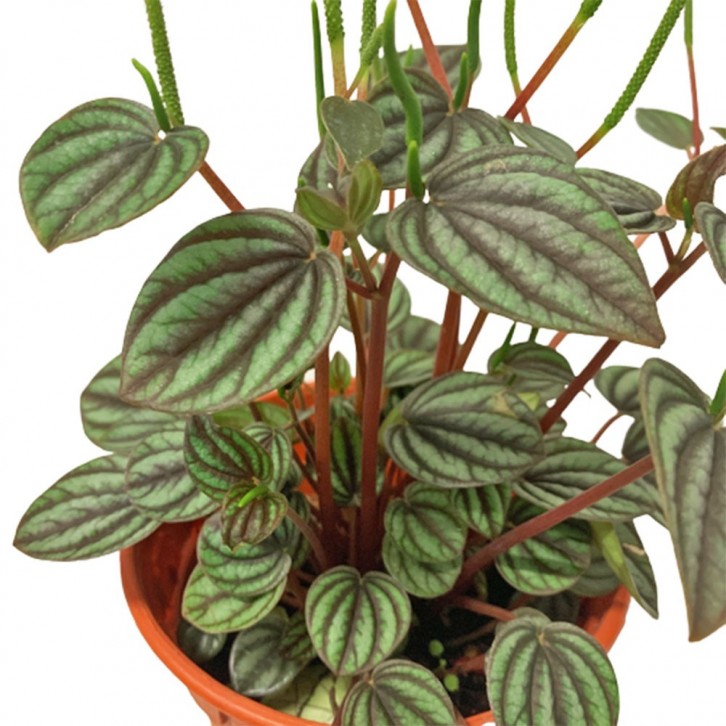 Peperomia Albovittata 'Piccolo Banda'