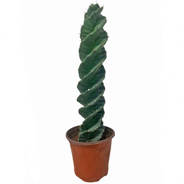 Cereus Forbesii cv. Spiralis (Twisted Cactus)