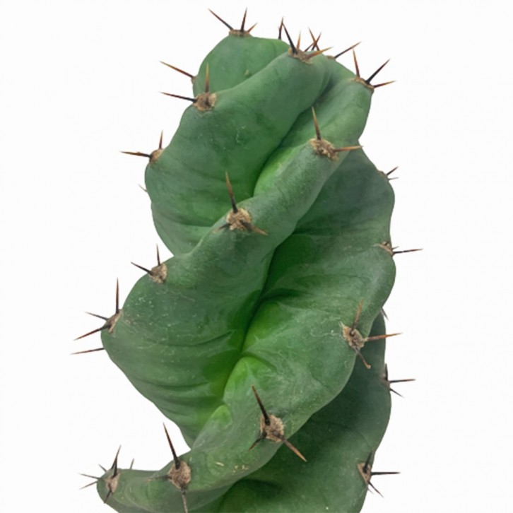 Cereus Forbesii cv. Spiralis (Twisted Cactus)