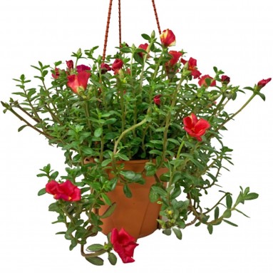 Portulaca Oleracea Green (Japanese Rose)