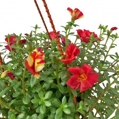 Portulaca Oleracea Green (Japanese Rose)