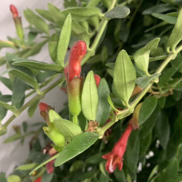 Lipstick Plant (Aeschynanthus Radicans)