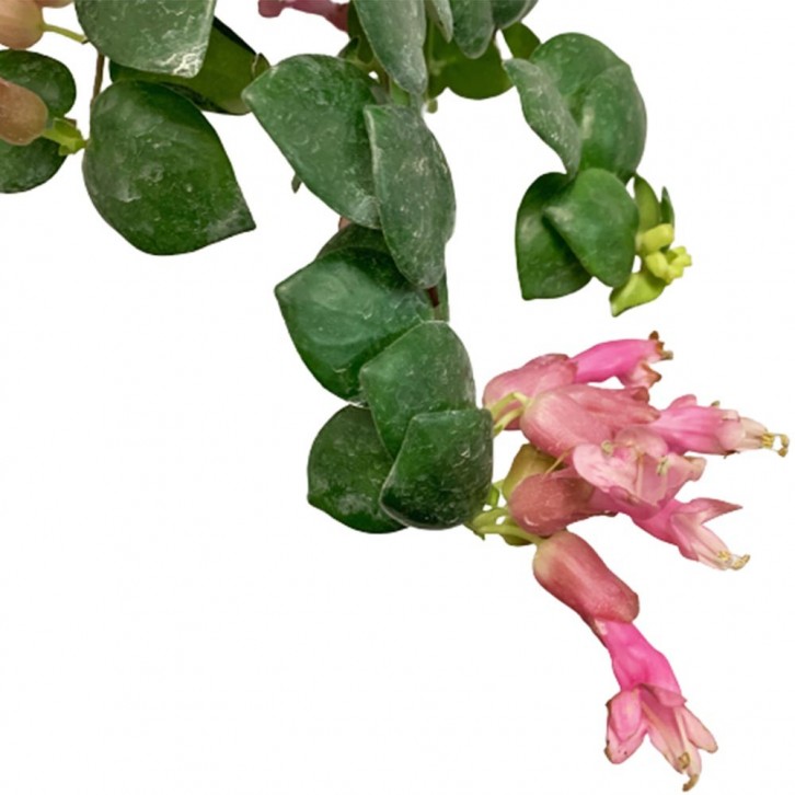 Lipstick Plant (Aeschynanthus Radicans)