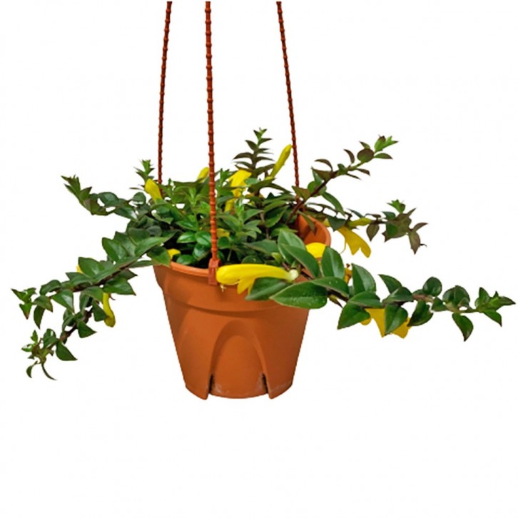 Lipstick Plant (Aeschynanthus Radicans)