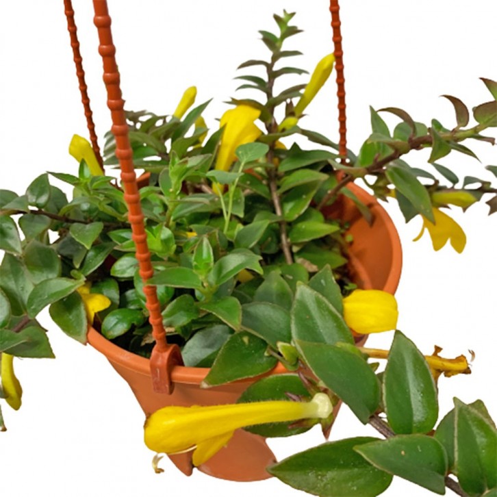Lipstick Plant (Aeschynanthus Radicans)