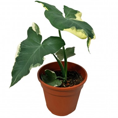Alocasia 'Mickey Mouse'