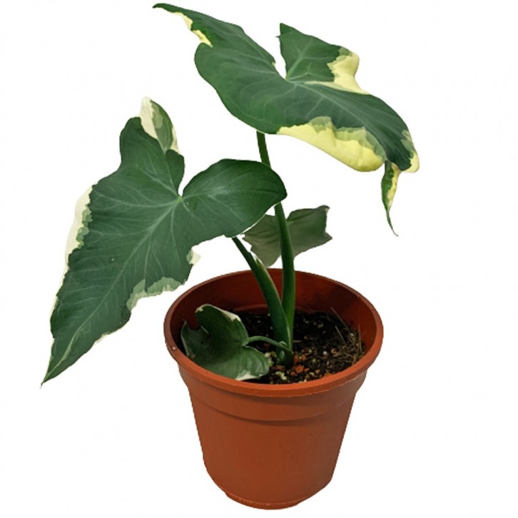 Alocasia 'Mickey Mouse'