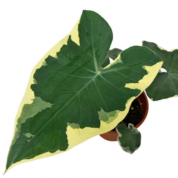 Alocasia 'Mickey Mouse'