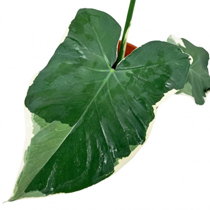 Alocasia 'Mickey Mouse'