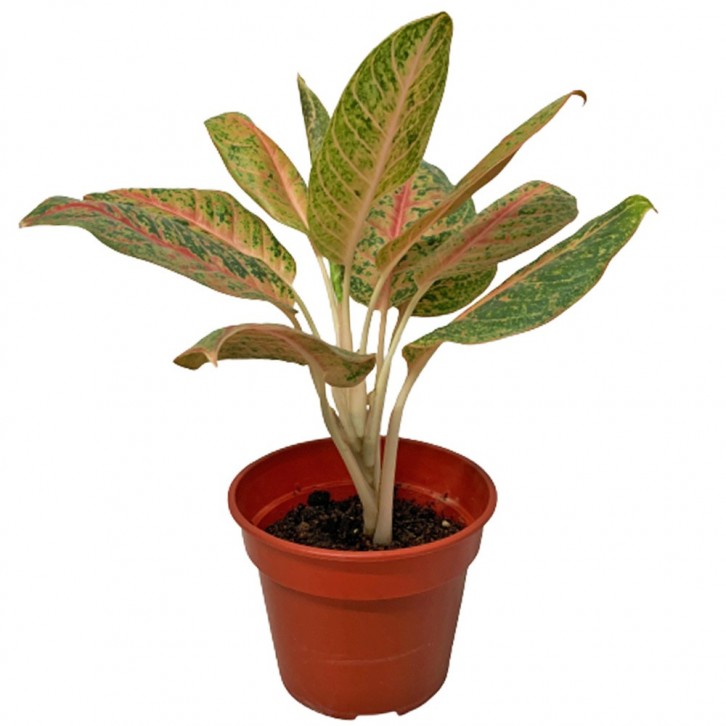 Aglaonema 'Harlequin'