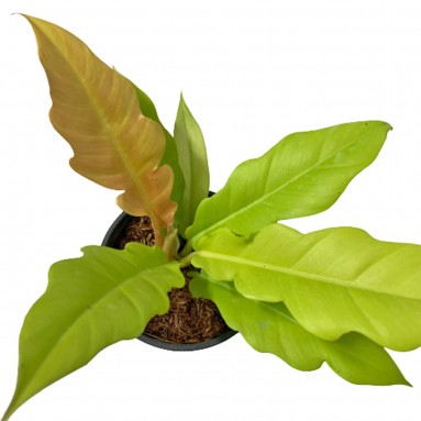 Philodendron 'Ring of Fire' Gold