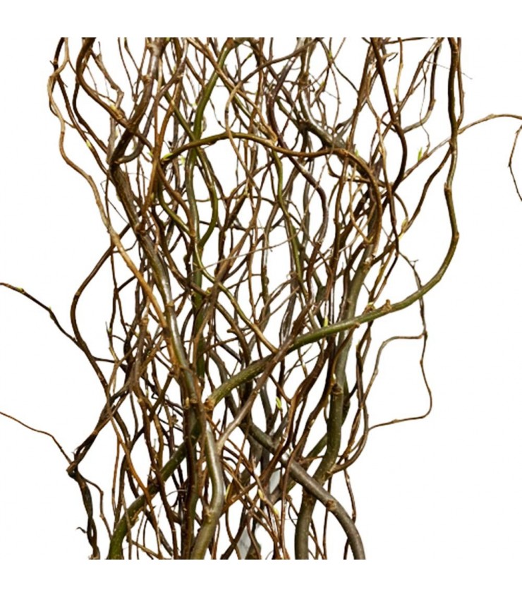 FreshCut Curly Willow (Salix Matsudana)