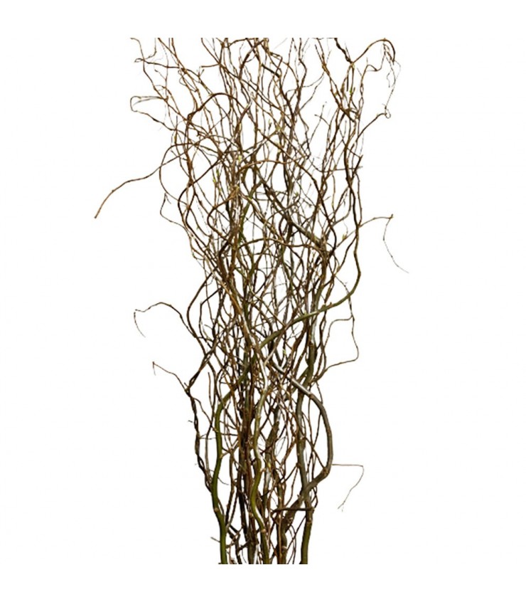 FreshCut Curly Willow (Salix Matsudana)