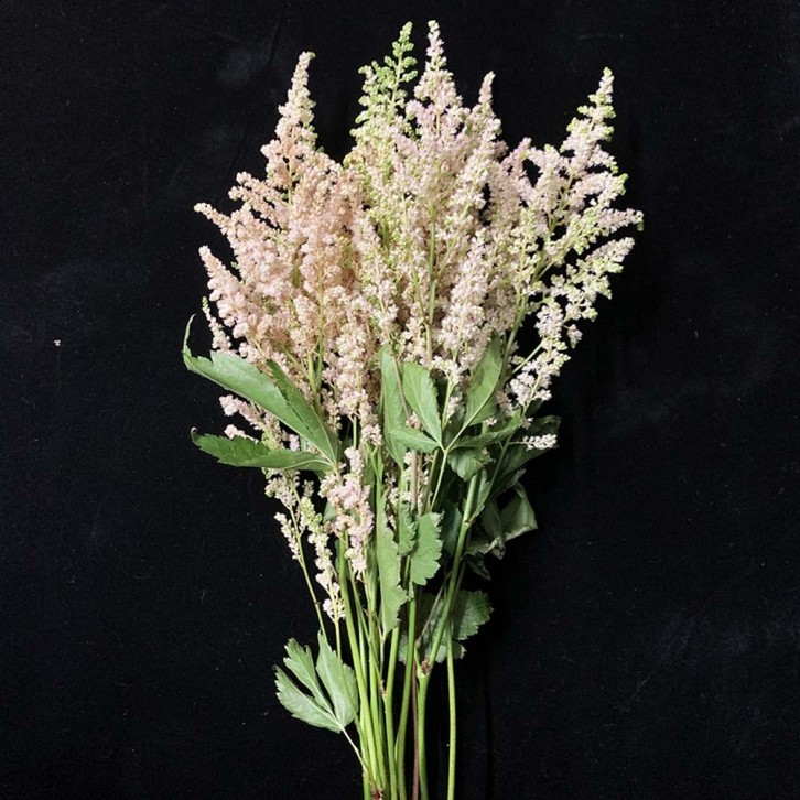 FreshCut Astilbe