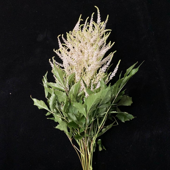 FreshCut Astilbe