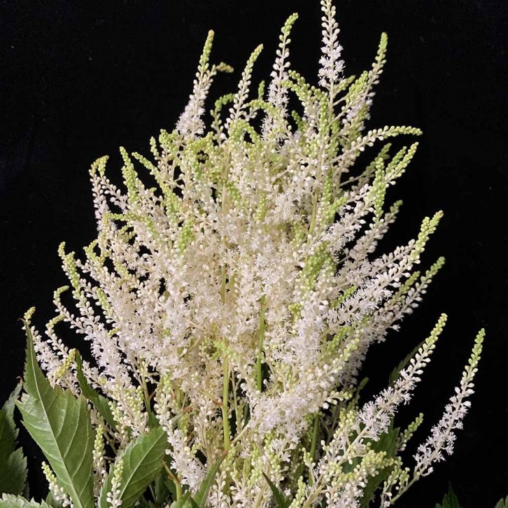 FreshCut Astilbe