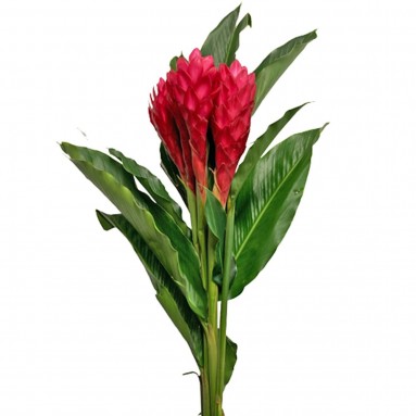 FRESHCUT Ginger (Zingiber Officinale)