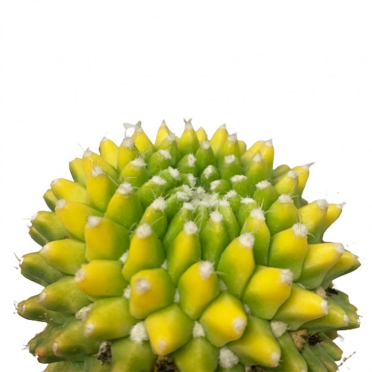 Mammillaria Polythele