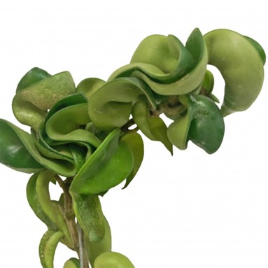 Hoya Carnosa
