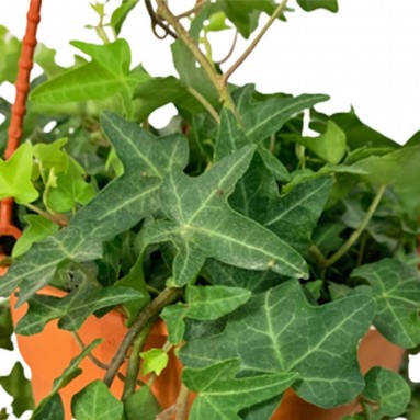 English Ivy 'Chicago' (Hedera Helix)