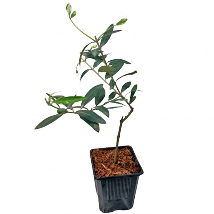 Olive Tree (Olea Europaea) HOLLAND